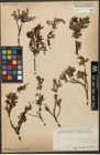 Foto von Salix waldsteiniana Willd.